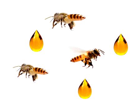 Composition of Western honey bees or European honey bees, Apis mellifera, carrying pollen, in front...