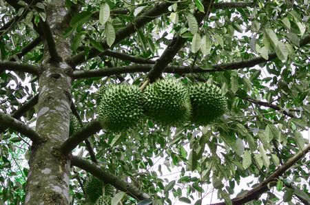 Fresh Durian (Durio zibethinus) king of tropical fruits hanging on brunch tree in organic farm
