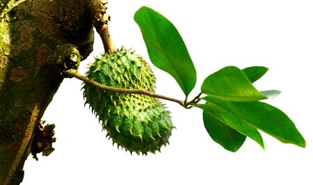Soursop fruit on tree. (Annona muricata plant)の写真素材