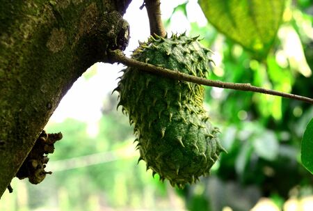 Soursop / guanabana / graviola exotic fruit hanging from tree - growing and harvesting your own food, self-sustainability, rural country lifeの写真素材