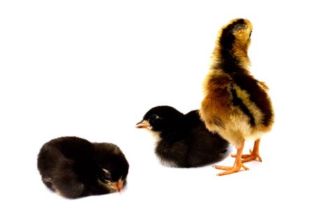 One little chicken standing on white backgroundの写真素材