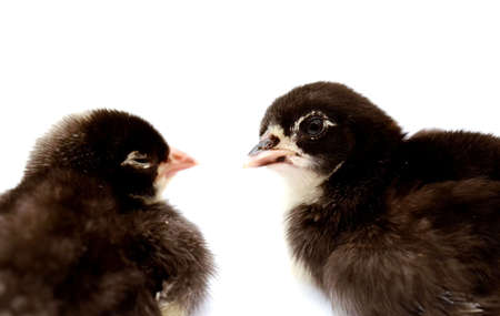 Cute little chicken isolated on white backgroundの写真素材
