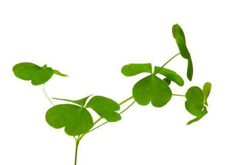 Four Leaf Clover.