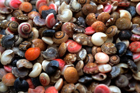 Many seashells. Shells pile. Bright summer background