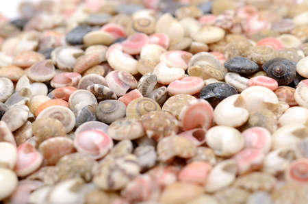 Seashells.