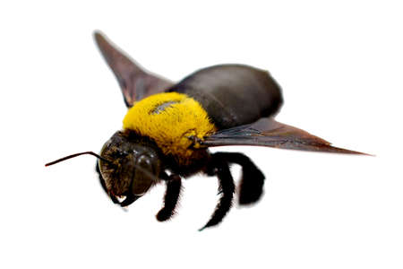 The Garden Bumblebee on white Background.