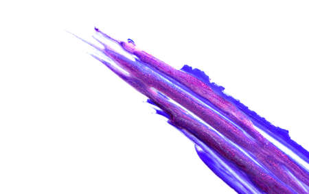 brush strokes oil paint isolated on white.の写真素材