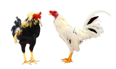 Rooster on white background, isolated object, live chicken, one closeup farm animal.の写真素材