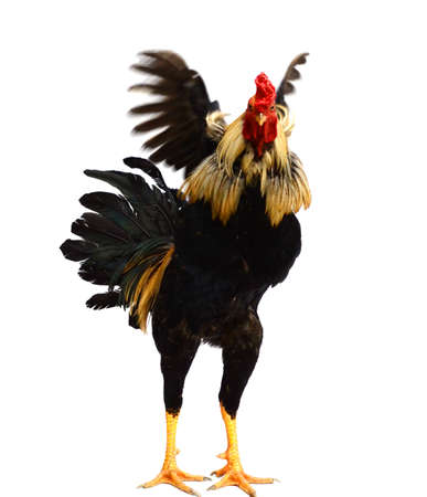 Faverolles and marans rooster.の写真素材