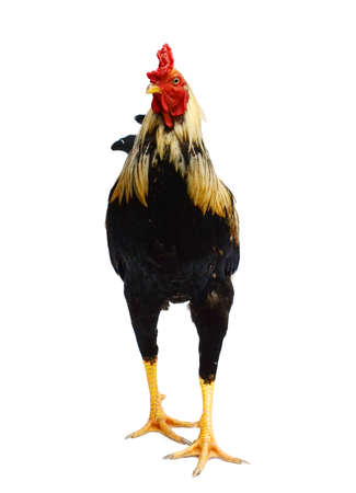 Rooster on white background. Black, fowl.の写真素材