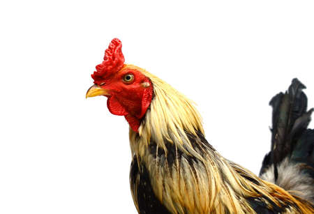 Chicken on white backgroundの写真素材