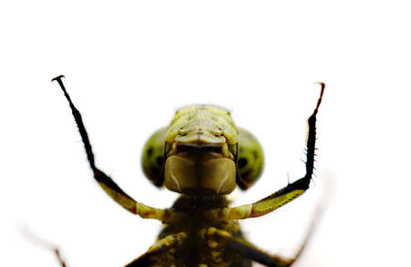 Dragonfly resting in the branchの写真素材