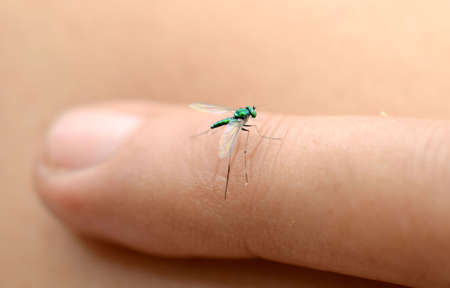 Green dragonfly with dropsの写真素材