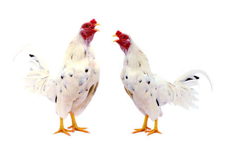 Thailand male chicken rooster isolatedの写真素材