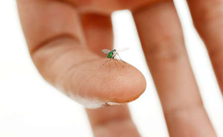 Dragonfly macro isolated