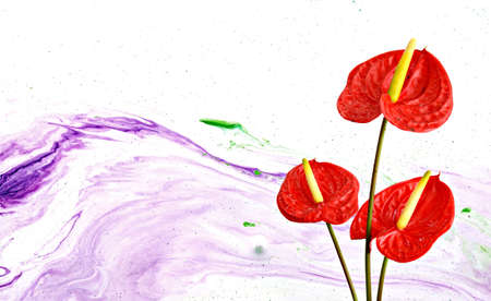 Red heart,anthurium flowerの写真素材