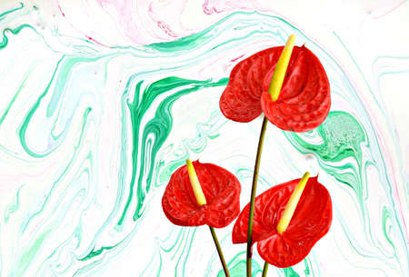 Red heart,anthurium flowerの写真素材