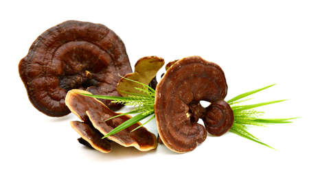 Ganoderma Lucidum isolated on white background