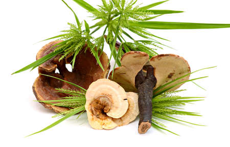 Set of dried lingzhi mushroom isolated on white background