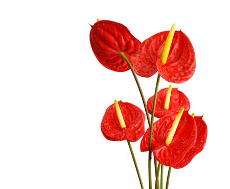Beautiful Anthurium flower on the black background