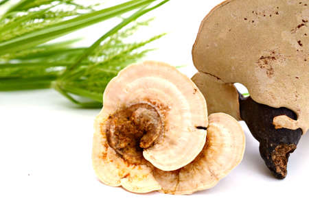 Ganoderma Lucidum Mushroom on white background