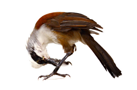 Common Indian mynaの写真素材