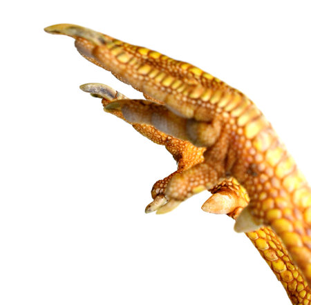 Chicken feet on white backgroundの写真素材