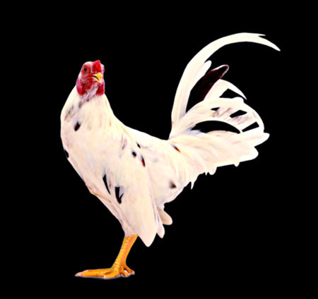 White rooster with a big red crest isolated on white backgroundの写真素材
