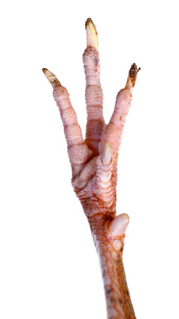 Animal bird legs. Closeup photo of claw. Rooster or chicken legsの写真素材