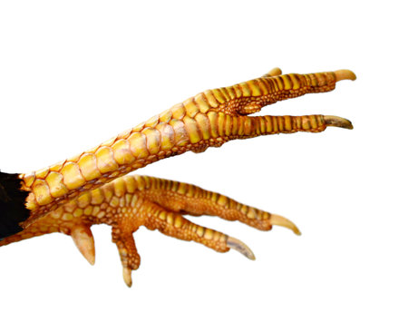 Animal bird legs. Closeup photo of claw. Rooster or chicken legsの写真素材