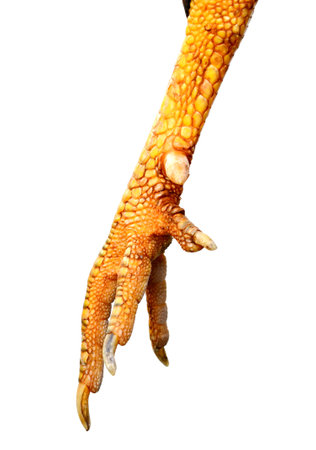 Yellow paw chicken on white backgroundの写真素材