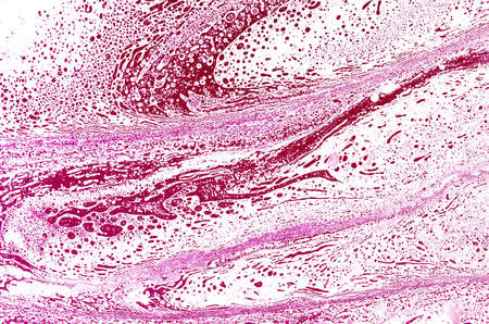 Abstract magenta and violet backgroundの写真素材