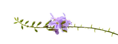 Duranta, Golden dewdrop, Pigeon berryの写真素材