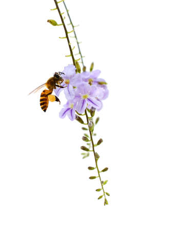 Duranta, Golden dewdrop, Pigeon berry