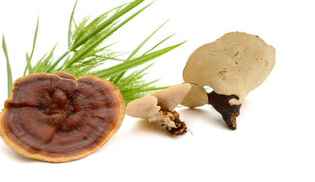 Lingzhi mushroom, ganoderma lucidum