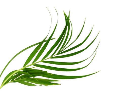 Leaves of palm tree