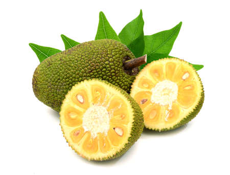 Giant jackfruit of South East Asia