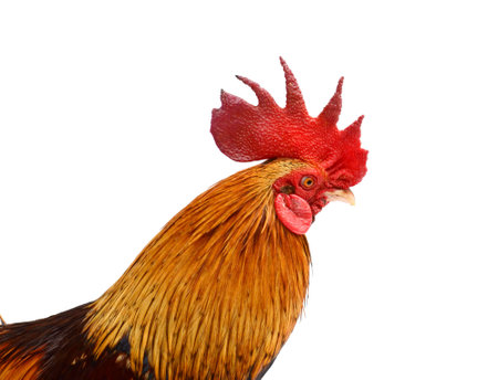 Closeup of a fightingの写真素材