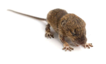 Litter Mongolian gerbil, Desert Ratの写真素材