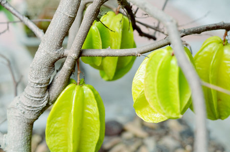 Star Fruitの写真素材