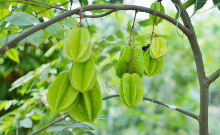 Star Fruitの写真素材