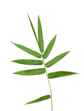 Bamboo leavesの写真素材