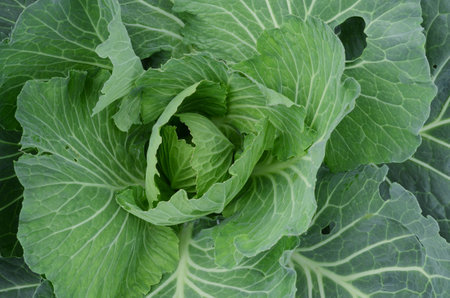 Lettuce backgroundの写真素材