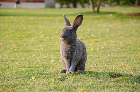 A rabbit on grass field, Thailandの写真素材