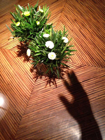 Shadow hands on pot of flowerの素材