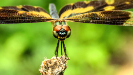 Pictured wing dragonflyの写真素材
