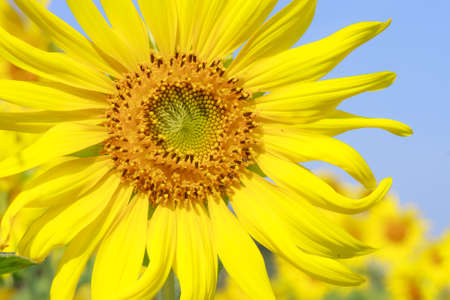 Beautiful yellow sunflowers under blue skyの写真素材