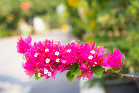 white pollen and pink flower with blur botanical garden background, planting botany flower in summer...