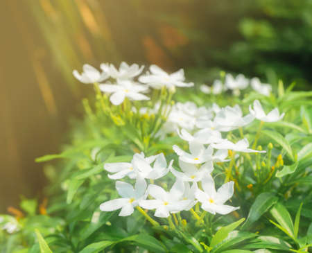 white flower under sunlight in botanical garden background, planting botany flower in summer or springの写真素材
