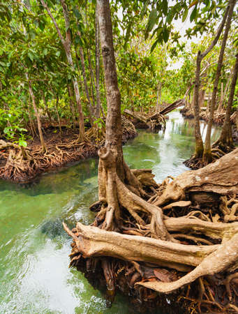 root or branch of tree beside water in forest, natural green scene with root or branch of tree in...